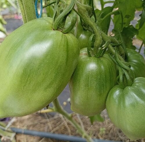 semena-tomat-krasniy-grebeshok-bortnikovih_big_4