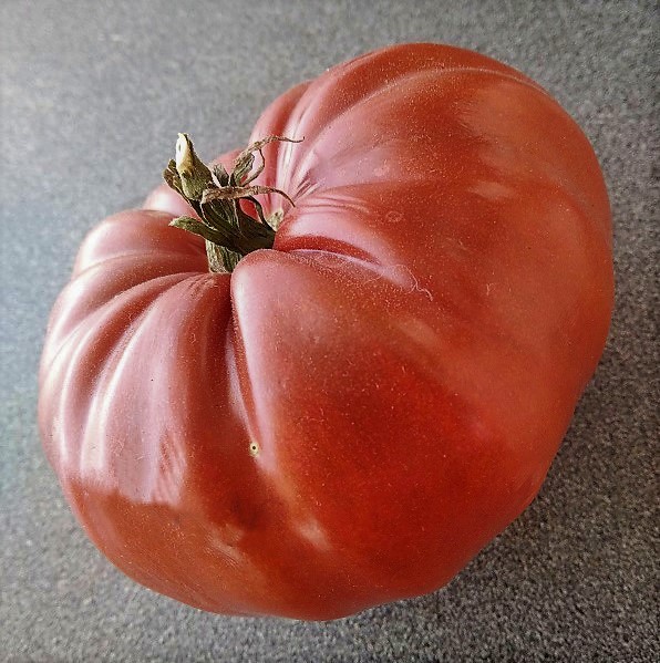 tomat-05-1284-01