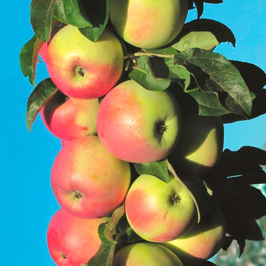 Колоновидная яблоня готика описание фото