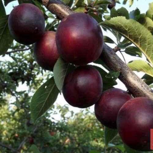 bb5a684d31268afb71de3cd2a9727f7f