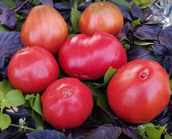 Минусинские сердца от Гай