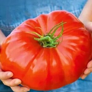 tomat-sibirskij-kilogramm