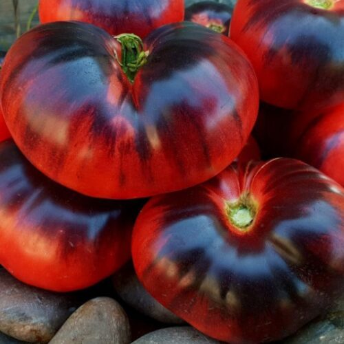 Сорта Софии Сааковой