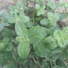 Белый шоколад Нины