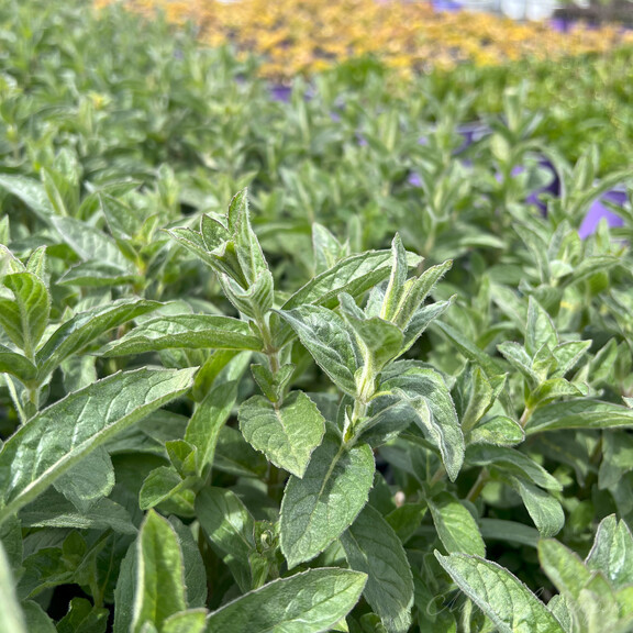 Белый виноград Нины