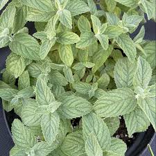 Восточный базар