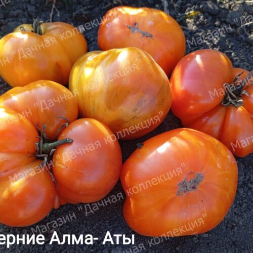 Сорта Виталия Алифирова ( Казахстан)