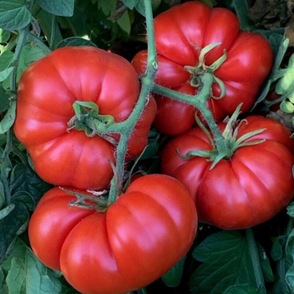 Марманде.webp 2