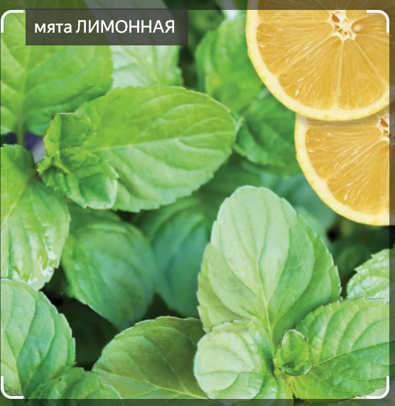 МЯТА ЛИМОННАЯ