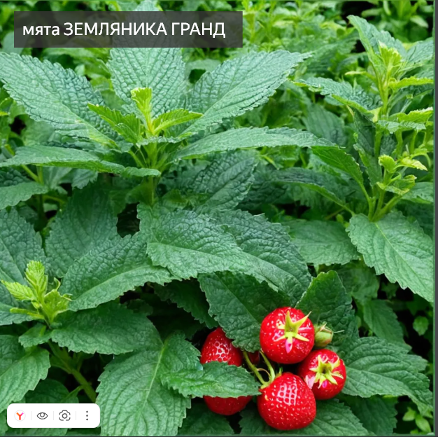 мята Земляника Гранд