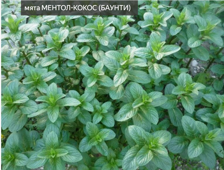 мята ментол-кокос ( баунти)