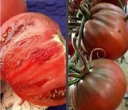 *Фото сорта из сети интернет