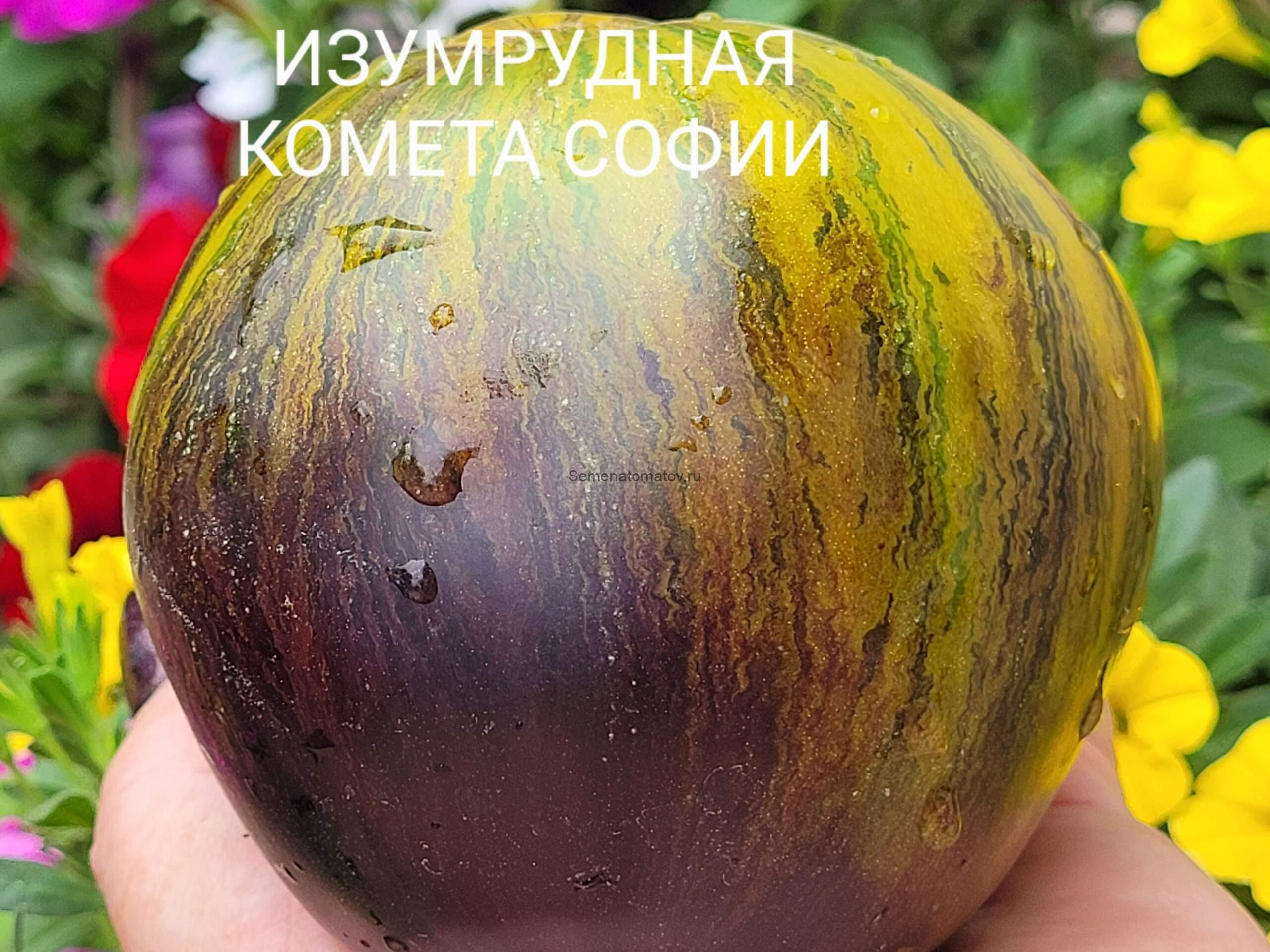 *Фото сорта из сети интернет