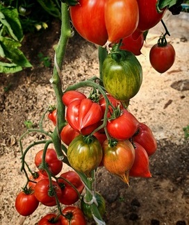*Фото сорта из сети интернет