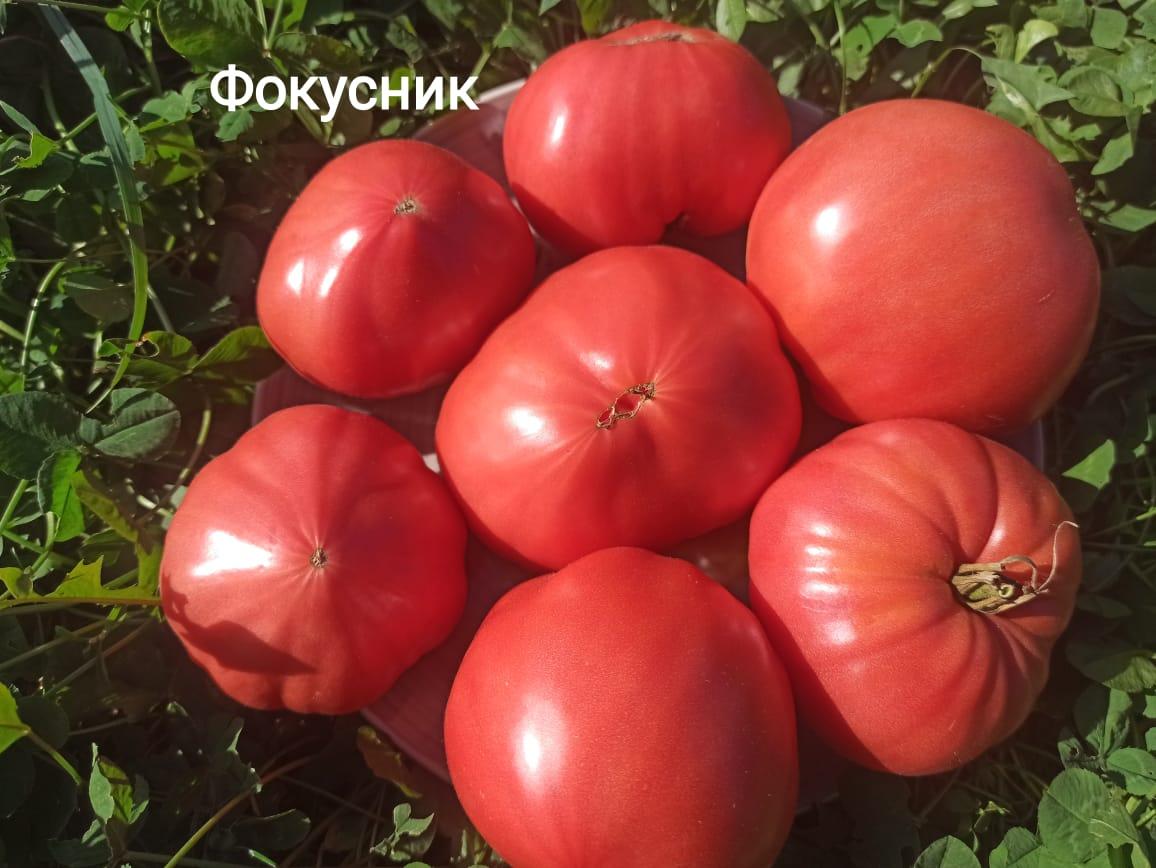 tomat-fokusnik1